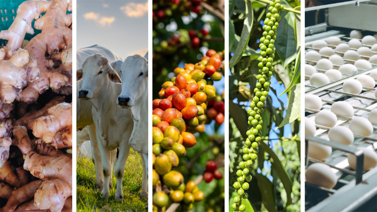 Embrapa e Plano Safra são os pilares ignorados do sucesso do agro