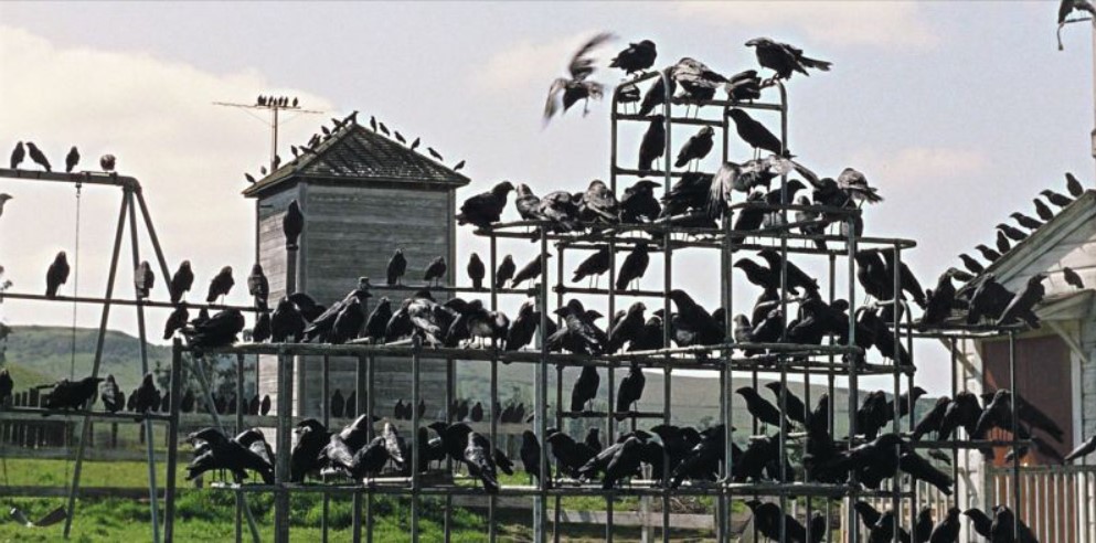 Os Pássaros de Hitchcock pousam na Grande Vitória