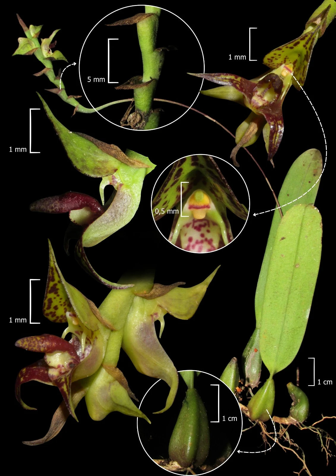 Orquídea rara é registrada pela primeira vez no litoral do Paraná