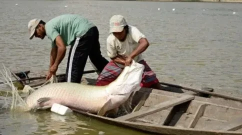 Estudo genético ajuda a proteger peixes da Amazônia