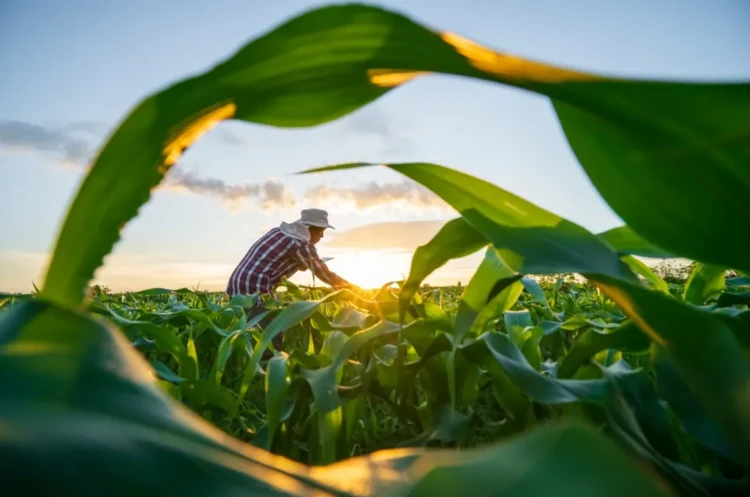 Crédito rural para agricultura familiar do ES supera R$ 1,9 bilhão