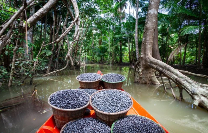 Programa destina R$ 131,9 milhões à regularização fundiária na Amazônia