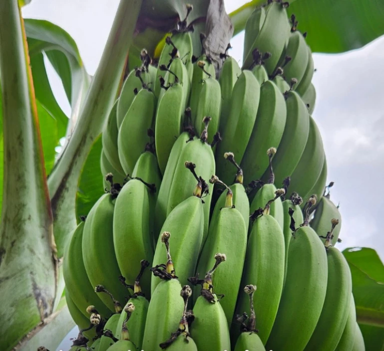 Incaper lança banana Ambrosia no ES