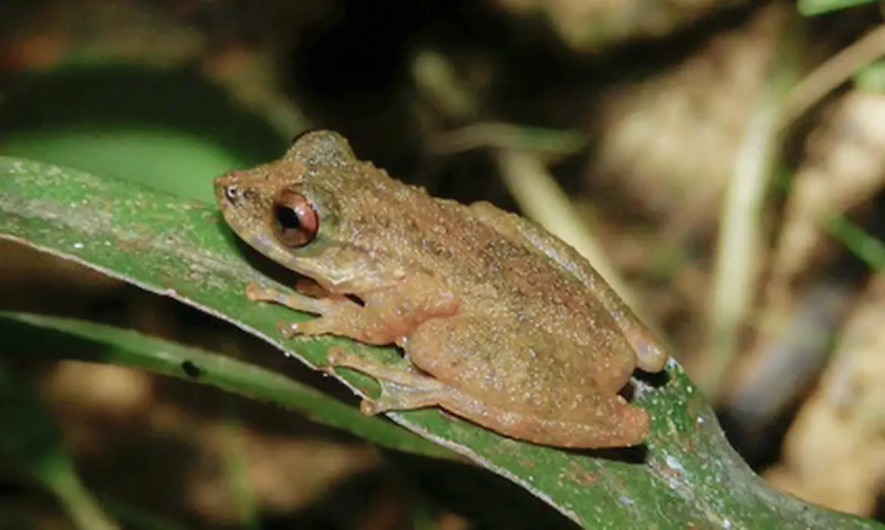 Nova perereca é descoberta no Cerrado