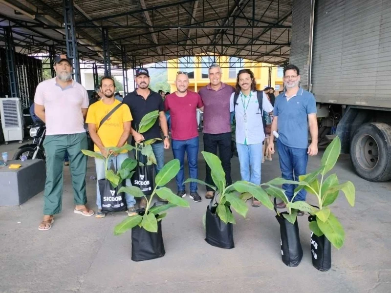 Itapemirim acompanha lançamento da banana Ambrósia