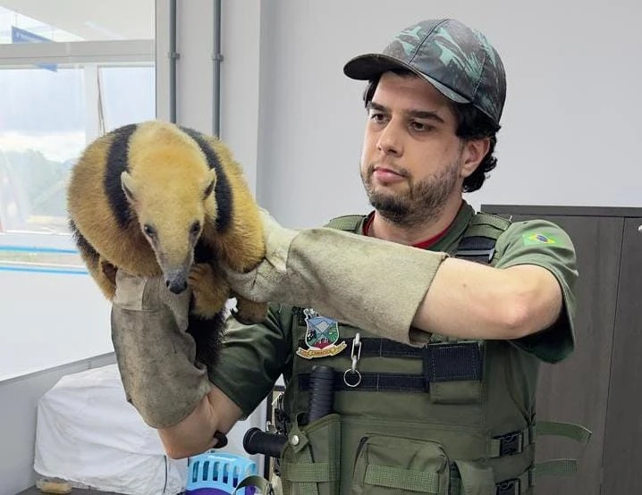 Tamanduá-mirim é resgatado em Vila Merlo