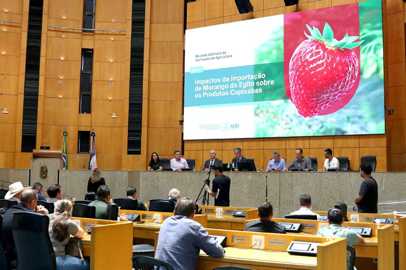 Morango importado ameaça produção no ES