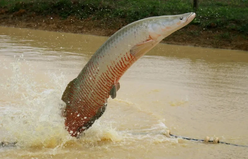 Ibama libera abate do pirarucu fora da Amazônia