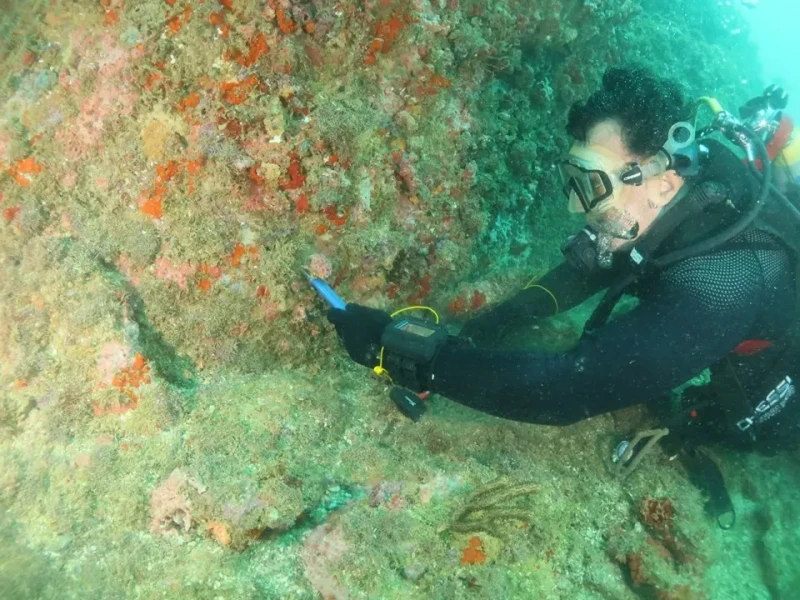 Mergulhadores são treinados contra coral-sol