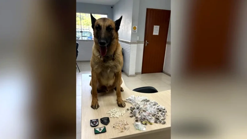 Cão farejador ajuda GM a apreender drogas