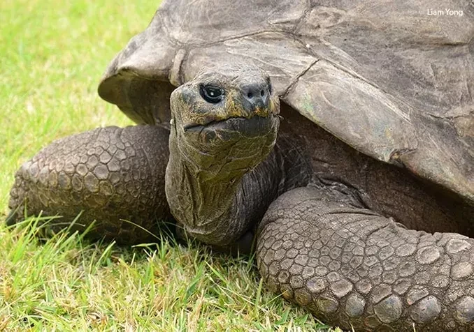 Morre Jonathan, animal mais velho do mundo com quase 200 anos