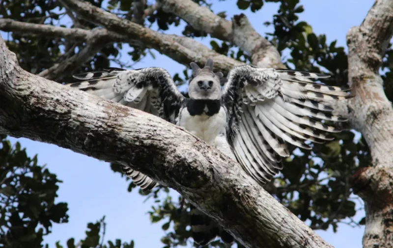 Maior águia das Américas reaparece em parque na Bahia