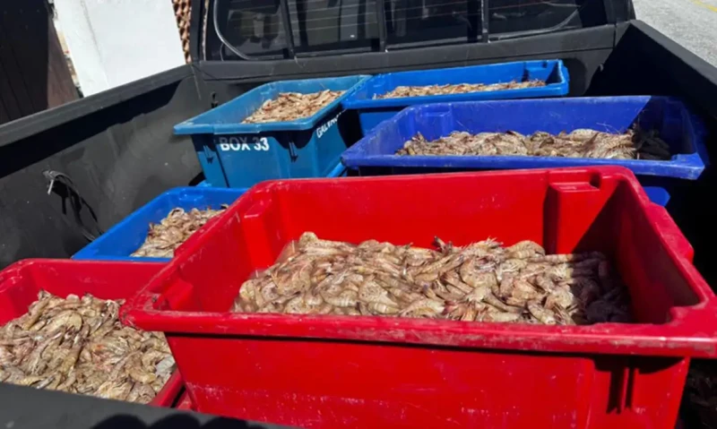 PF prende pescadores com 350 kg de camarão no defeso
