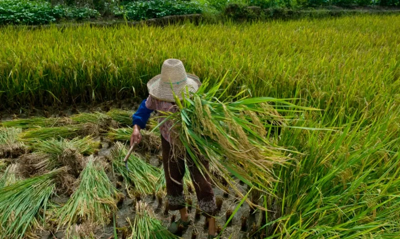 Campo brasileiro ainda convive com trabalho degradante e desigualdade