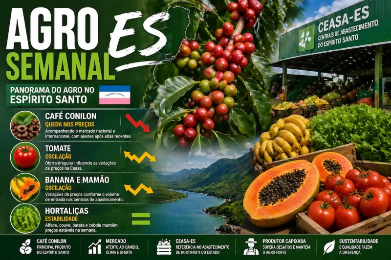 Conilon recua e hortifruti oscila no ES