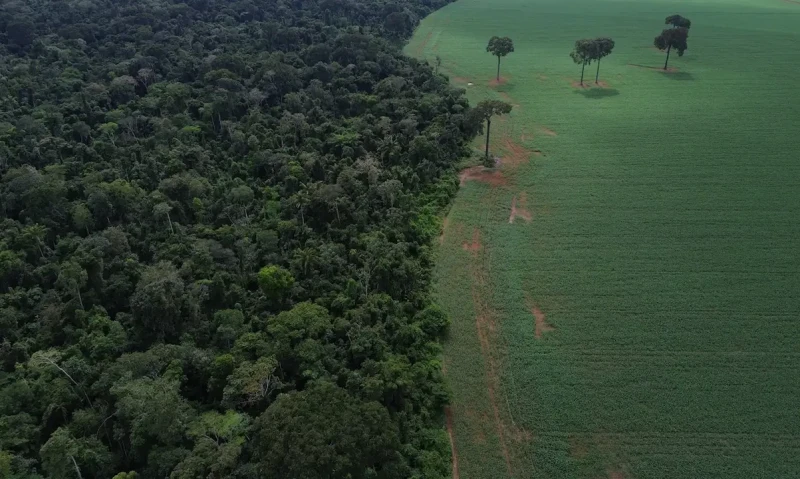 Brasil reduz perdas florestais em 42%