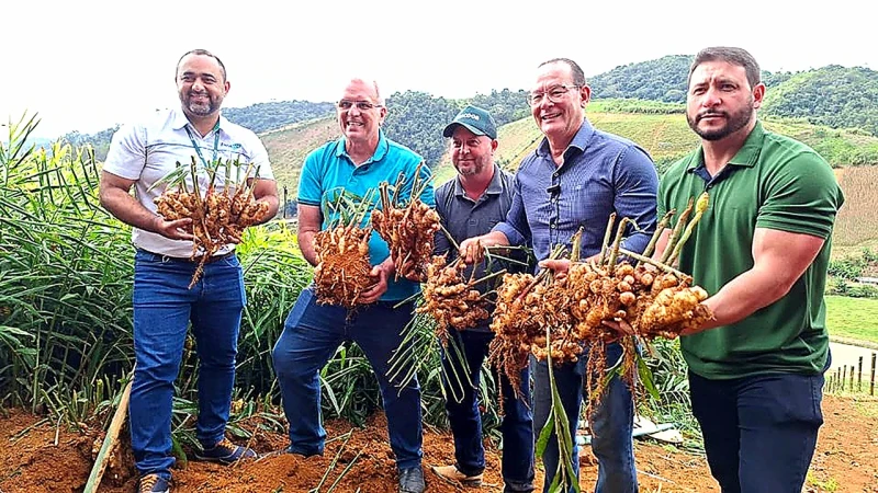 ES abre safra do gengibre com R$ 1,2 milhão em inovação
