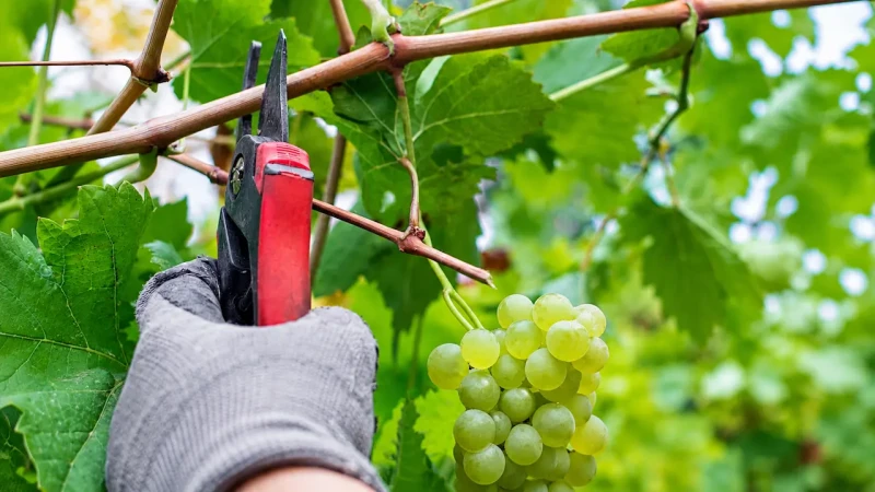 Dupla poda fortalece produção de vinhos de inverno no interior paulista