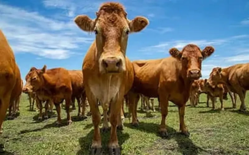 ICC Nutrição Animal recebe selo de bem-estar para oito produtos
