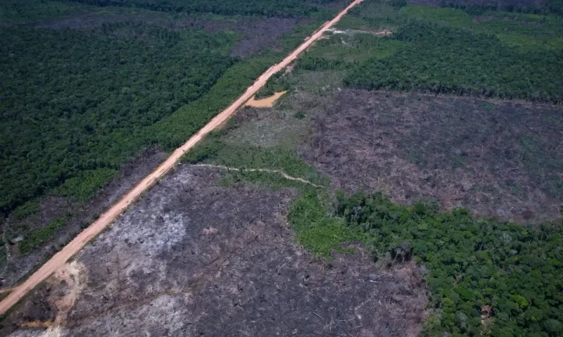 Desmatamento cai 10% na Amazônia e contrasta com justificativa dos EUA para tarifaço