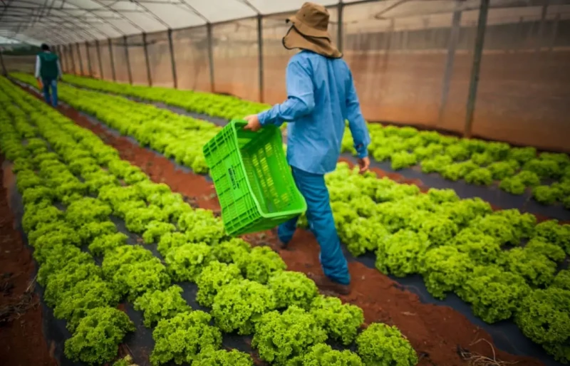 Produtores rurais poderão renegociar dívidas de até R$ 8 milhões; veja as regras