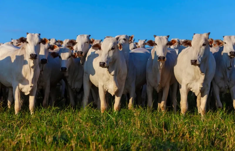 Produção agropecuária brasileira chega a R$ 1,39 trilhão