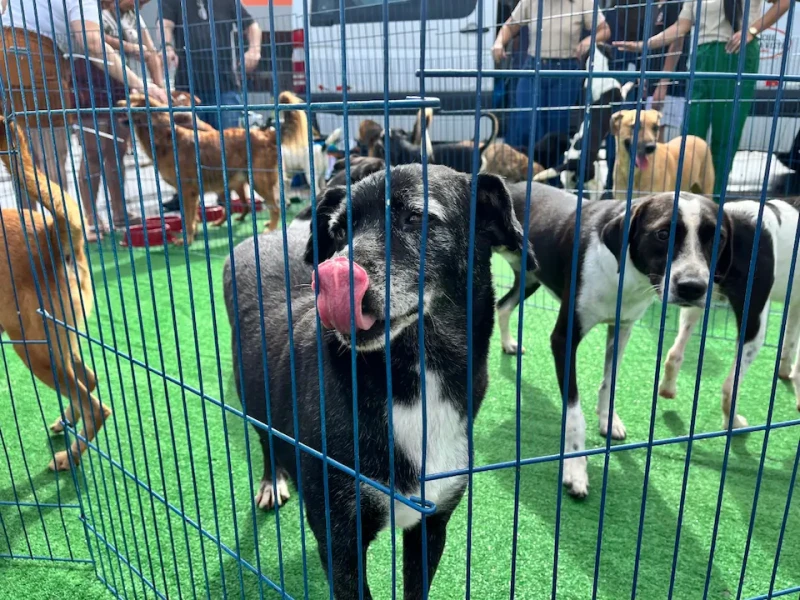 Cariacica terá feiras de adoção com 35 animais neste fim de semana