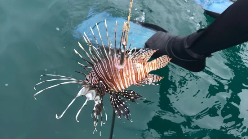 Peixe venenoso avança pelo litoral da Bahia e quase 500 exemplares são capturados em um mês