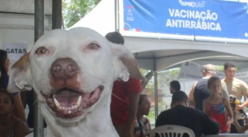 Vacinação antirrábica chega aos bairros de Vila Velha neste sábado