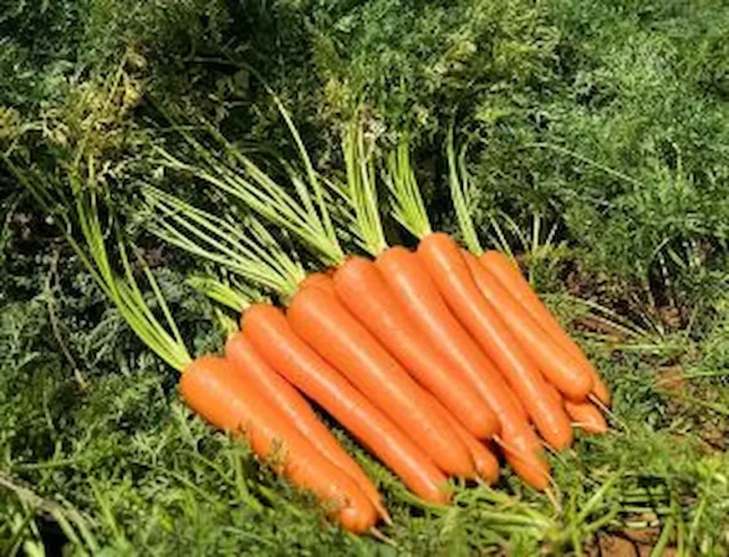 Produção de cenoura no verão exige manejo para reduzir riscos e perdas