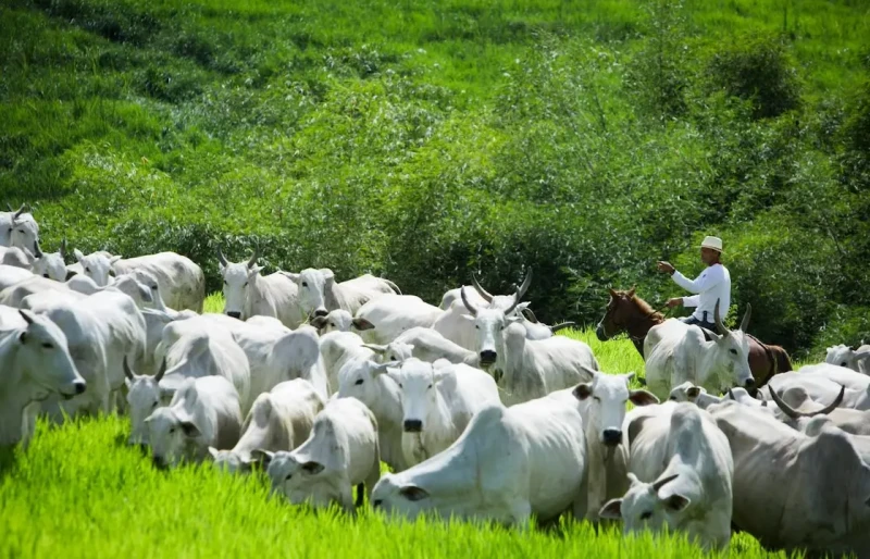 Rebanho bovino cai pelo segundo ano seguido, mas exportações de carne batem recorde