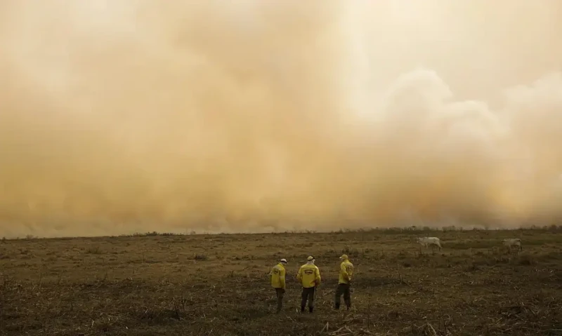 El Niño ameaça lavouras de café conilon no Espírito Santo com seca e calor intenso
