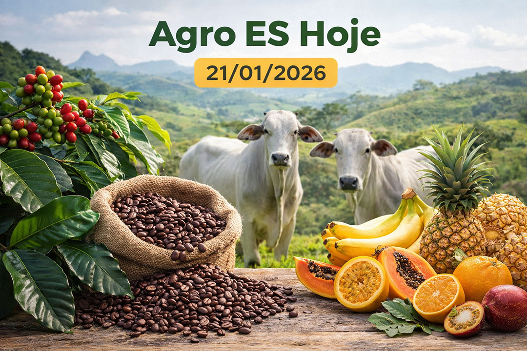 Agro ES Hoje: produção mantém ritmo no Estado