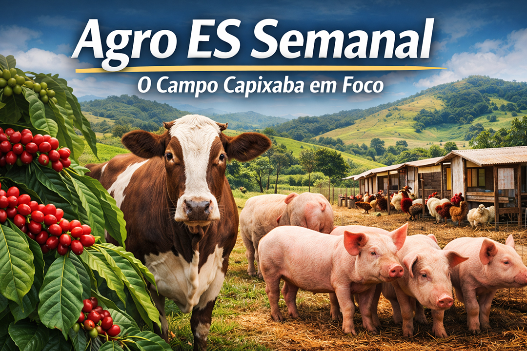 Agro ES Semanal: conilon lidera e pecuária se mantém estável