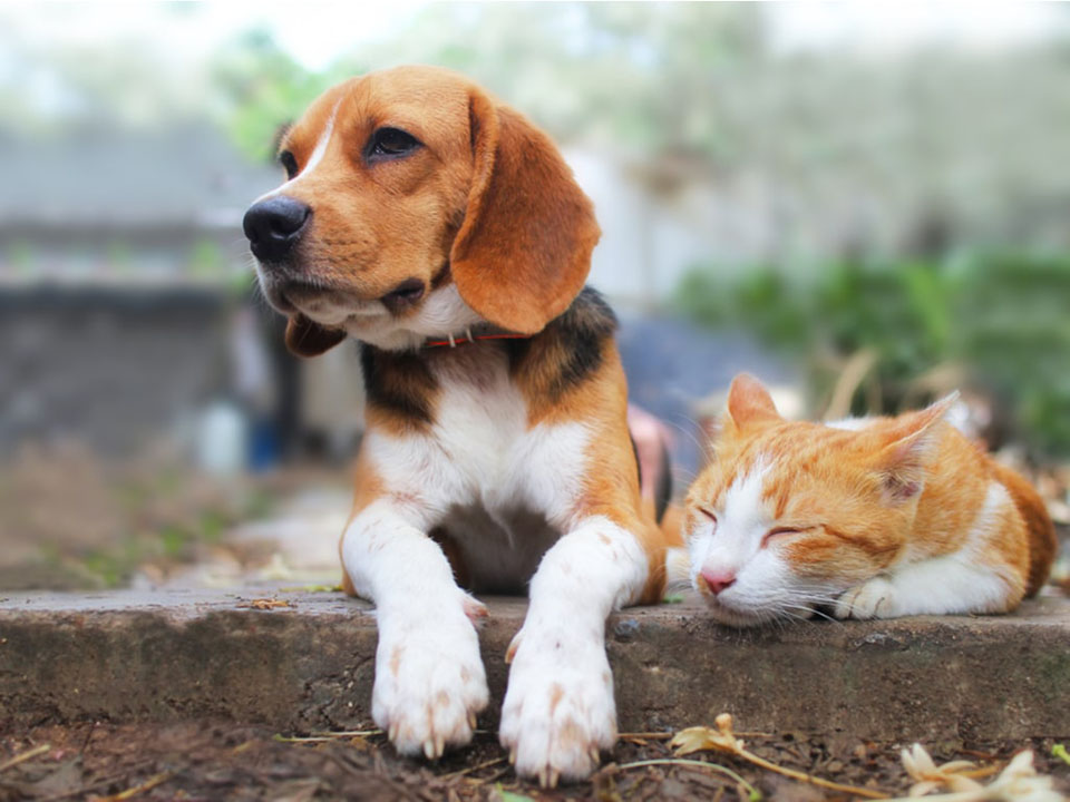 Calor do verão aumenta riscos à saúde de cães e gatos