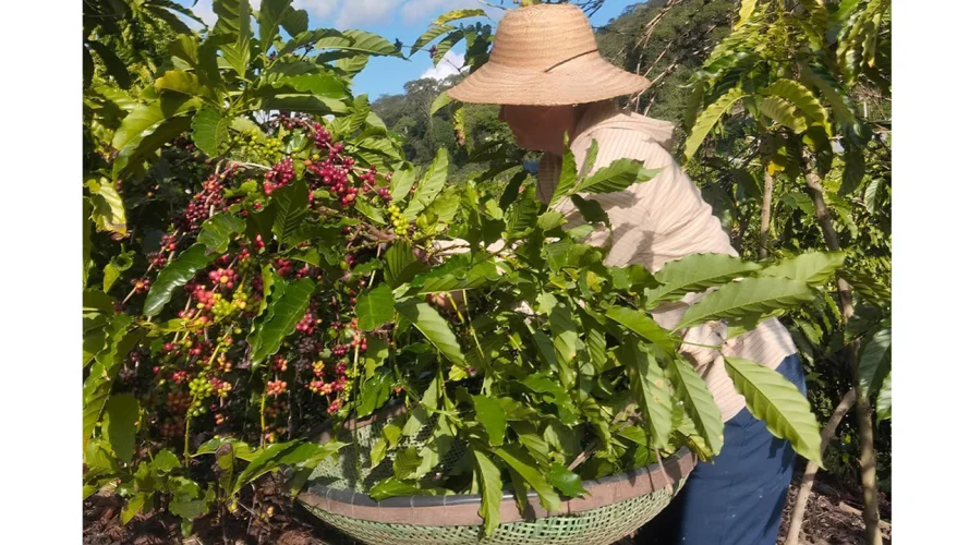 Mestrado em cafeicultura abre vagas no ES